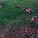 CACHORRITOS